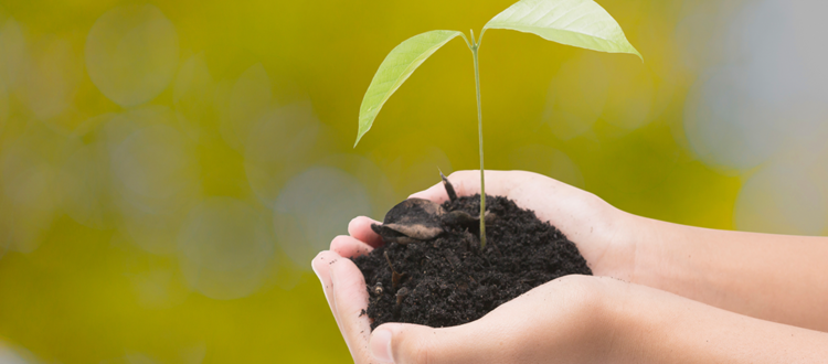 Plant a Tree to Produce Green Energy