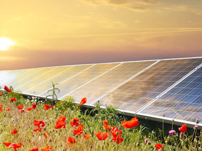 Solar panels soaking up sunlight in a grassy and flowery field