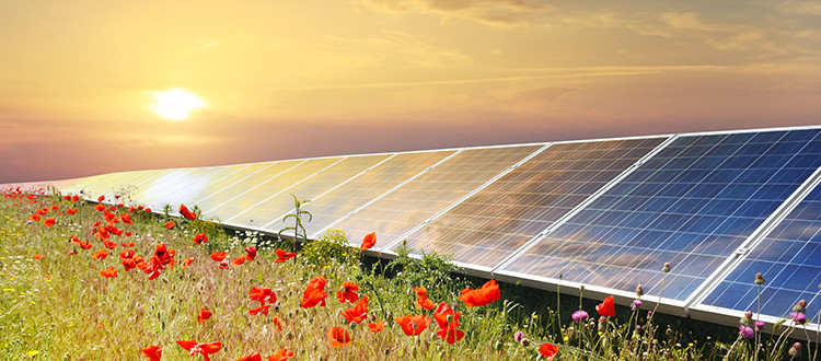 Solar panels soaking up sunlight in a grassy and flowery field