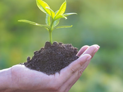 Person holding dirt with a a plant growing out of it