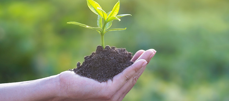 Person holding dirt with a a plant growing out of it